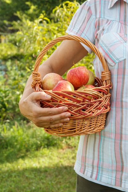 Une femme tient un panier en osier avec des pommes mûres rouges à la main sur fond naturel flou.