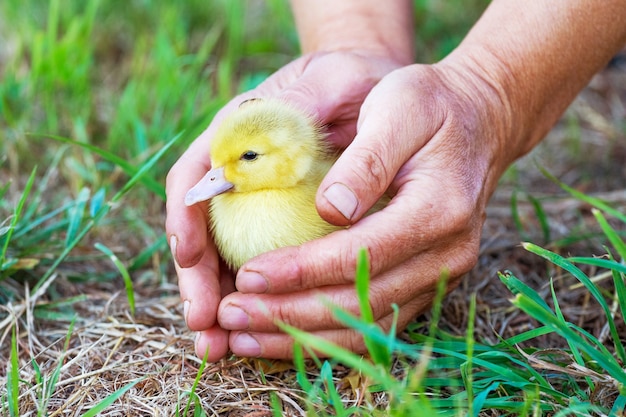 Une femme tient un petit canard jaune dans ses mains, le protégeant du danger