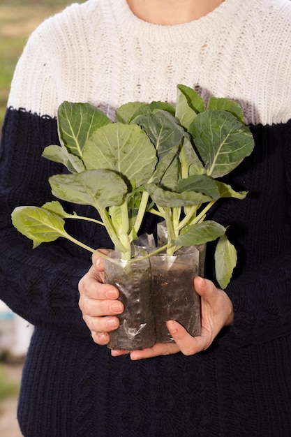 La femme tient des plants de chou dans des pots en plastique avec de la terre prête à planter dans le jardin. Culture de légumes.