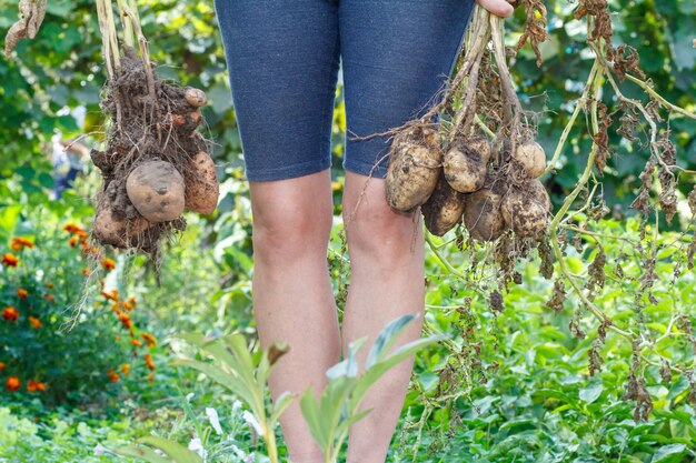 Une femme tient une pomme de terre juste récoltée avec des tubercules mûrs roux sur une tige séchée