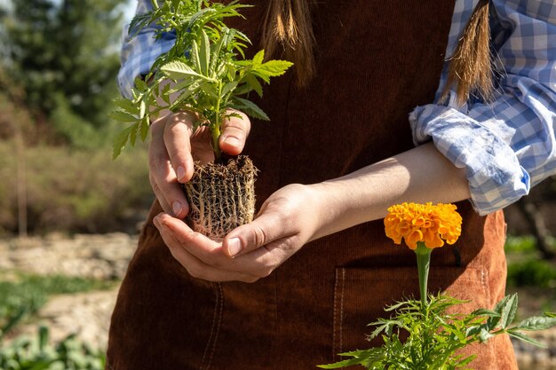 Une femme tient un semis de fleurs Une vue rapprochée des racines d'une fleur Marigold