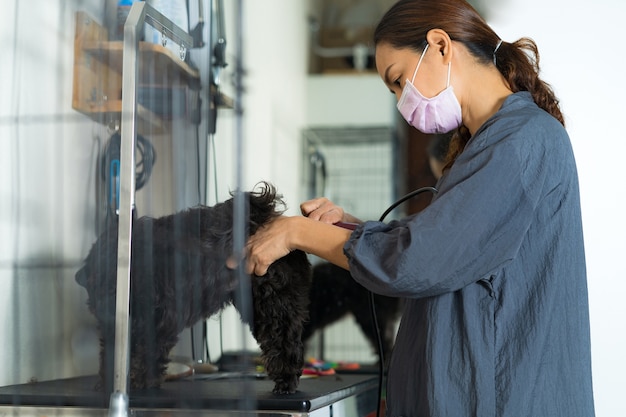 Femme, toiletteur, couper, cheveux, petit chien, dans, a, salon, dans, les, salon beauté, pour, chiens