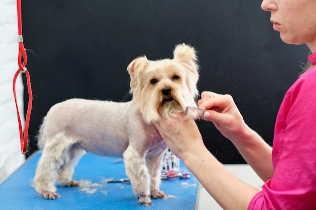 Une femme tond un Yorkshire terrier sur une table de toilettage