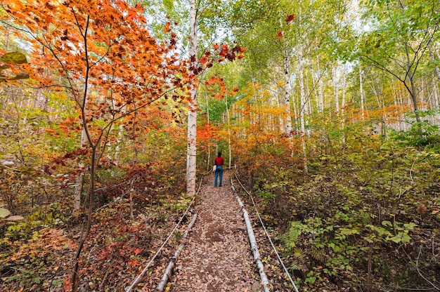 Femme de tourisme debout dans la forêt de bouleaux avec érable coloré au parc national d'Inje, Corée du Sud