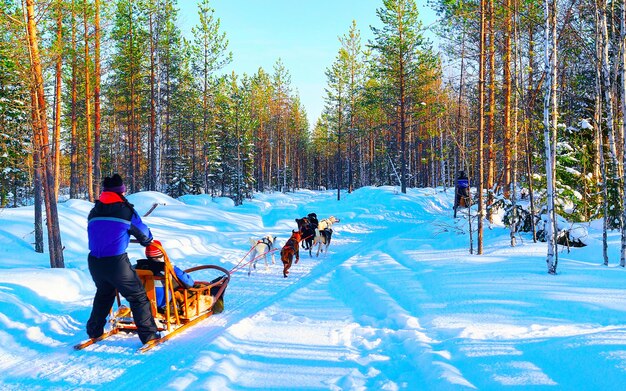 Femme avec traîneau à chiens de la famille Husky en hiver Rovaniemi de Finlande de Laponie. Balade en traîneau à chiens et dames en Norvège. Fille au traîneau à animaux à la ferme finlandaise, Noël. Traîneau. Safari en luge. Mise au point sélective