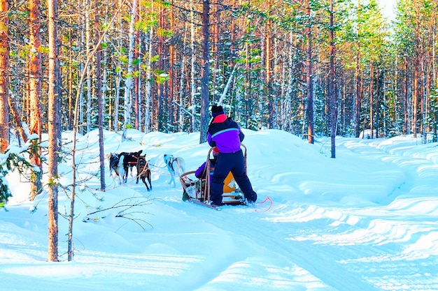 Femme en traîneau à chiens Husky à Rovaniemi de Finlande de Laponie à Noël. Traîneau à chiens comme un travail d'équipe canin.