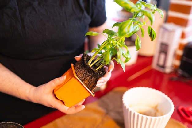 Femme transplantant une plante