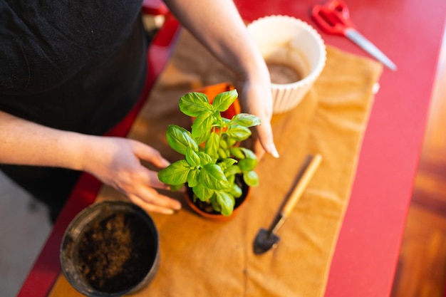 Femme transplantant une plante