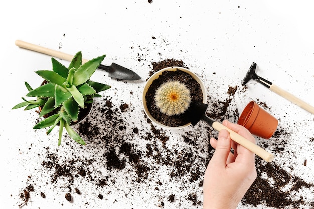 Une femme transplante une plante d'intérieur