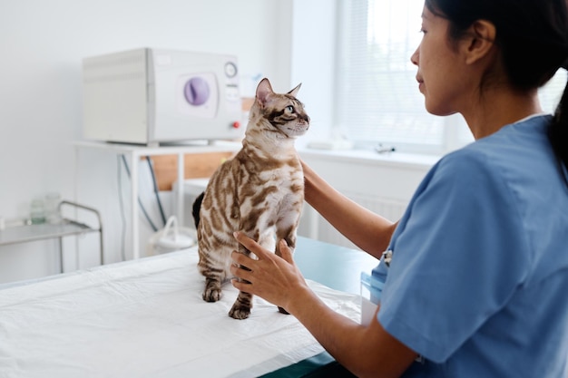 Femme travaillant avec un chat dans une clinique vétérinaire