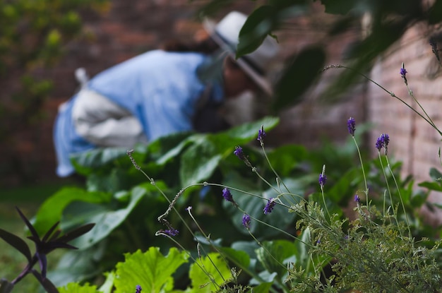 Une femme travaillant dans un jardin avec des fleurs violettes