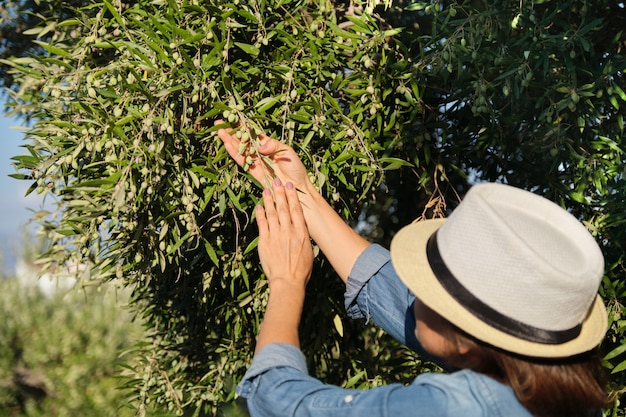 Femme travaillant dans le jardin d'oliviers ensoleillé,