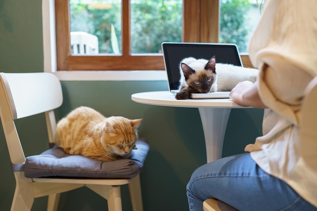 Femme travaillant à domicile avec chat chat endormi sur le clavier d'ordinateur portable assistant chat travaillant sur ordinateur portable