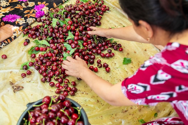 Femme triant les cerises récoltées