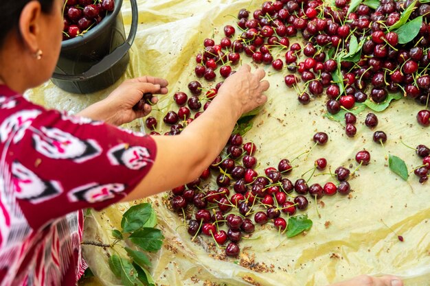 Femme triant les cerises récoltées