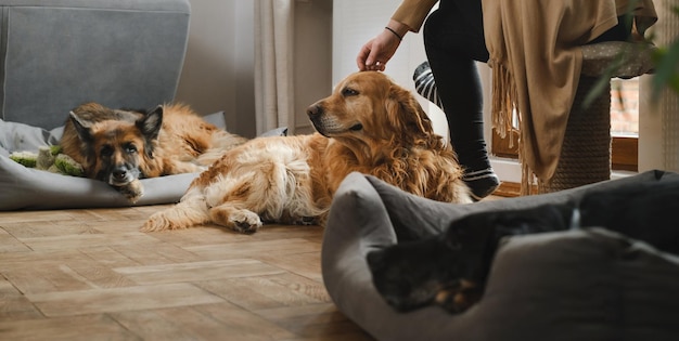 Femme avec trois chiens câlins sur le sol