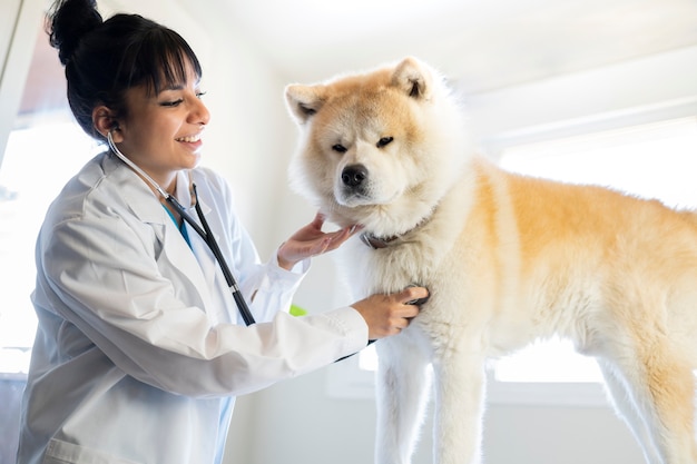 Femme vétérinaire auscultant un chien en clinique
