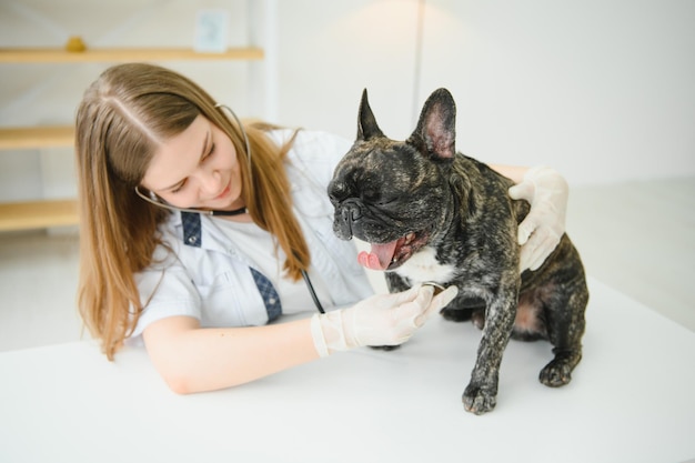 Femme vétérinaire examinant le bouledogue français avec stéthoscope