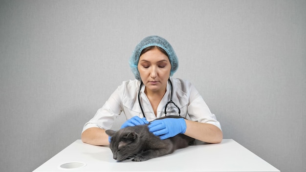 Femme vétérinaire examine la peau sur le dos d'un chat gris.