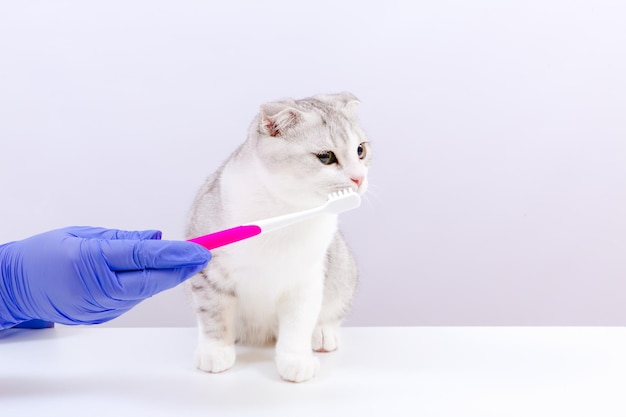 Femme vétérinaire en gants bleus tenant une brosse à dents pour chats dans ses mains Médecin vétérinaire examinant un chaton