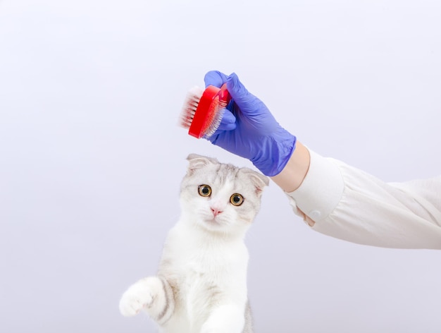 Photo femme vétérinaire en gants bleus tenant une brosse médecin vétérinaire examinant un chaton à l'hôpital pour animaux