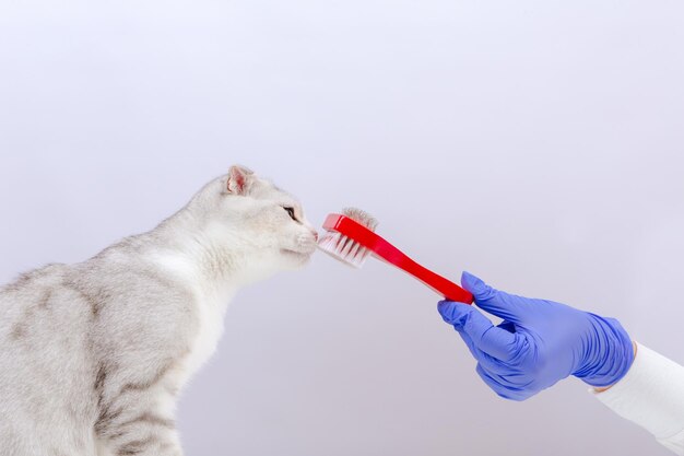 Femme vétérinaire en gants bleus tenant une brosse et se brosser la fourrure de chat