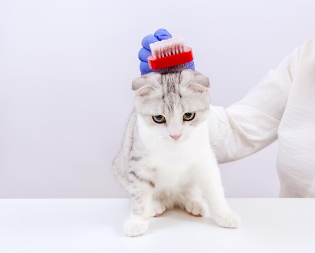 Femme vétérinaire en gants bleus tenant une brosse et se brosser la fourrure de chat