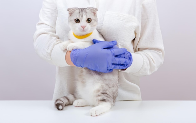 Femme vétérinaire en gants bleus tenant un petit chat mignon dans ses mains Médecin vétérinaire examinant un chaton