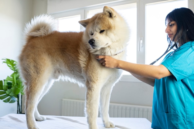 Femme vétérinaire guérissant un chien dans la clinique