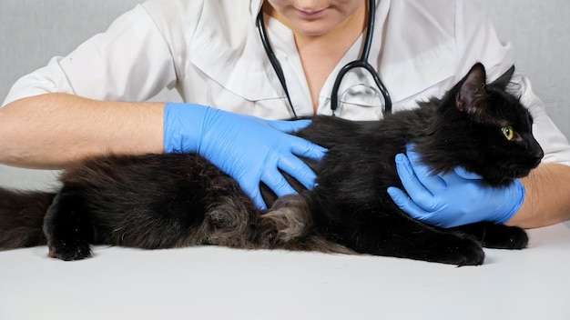 Femme vétérinaire palper un beau chat noir sur une table