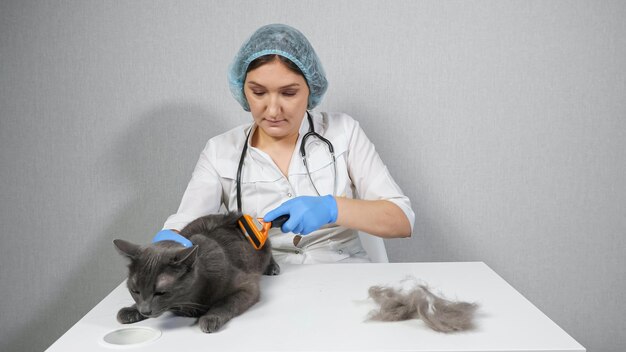 Femme vétérinaire peignant un chat gris avec une brosse