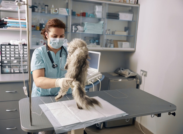 Une femme vétérinaire en uniforme avec un masque examine un chat duveteux au bureau de la clinique