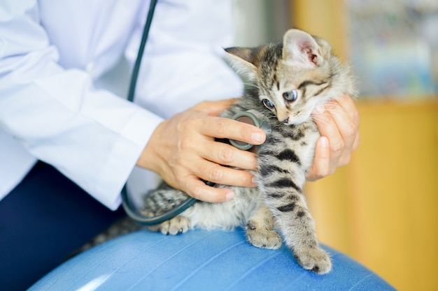 femme vétérinaire, utilisation, stéthoscope, pour, vérification, syndrome, de, chat chaton, dans, clinique