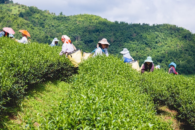 Femmes dans la tribu de colline locale tenant les jeunes feuilles de thé vert sur la colline dans la soirée