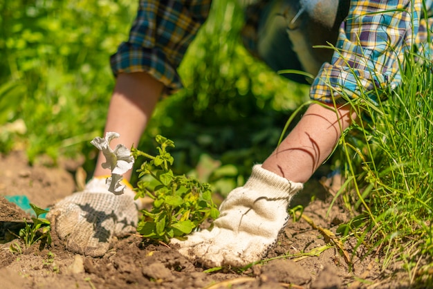 Les femmes fleuristes les mains dans les gants plantent de jeunes fleurs lumineuses dans le jardin à la campagne