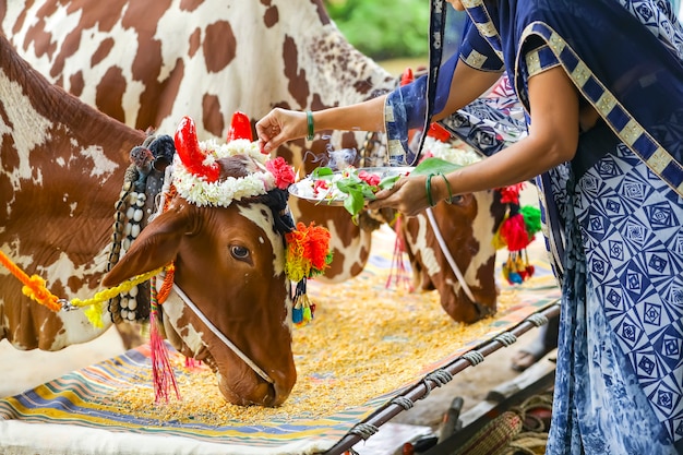 Femmes indiennes célébrant le festival de la pola, la pola est la fête des bœufs.