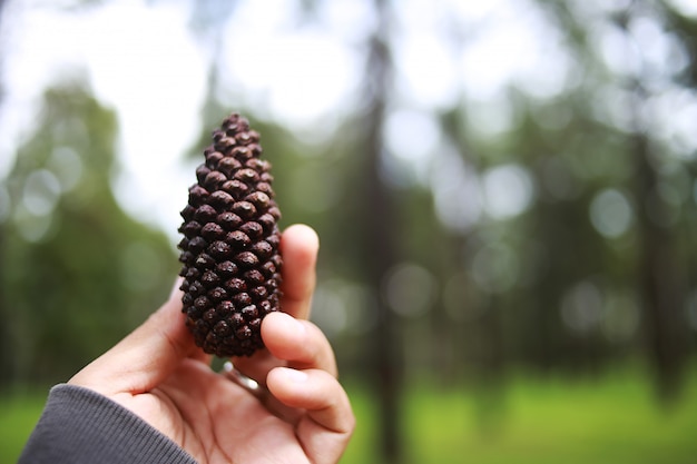 Les femmes tiennent une pomme de pin.