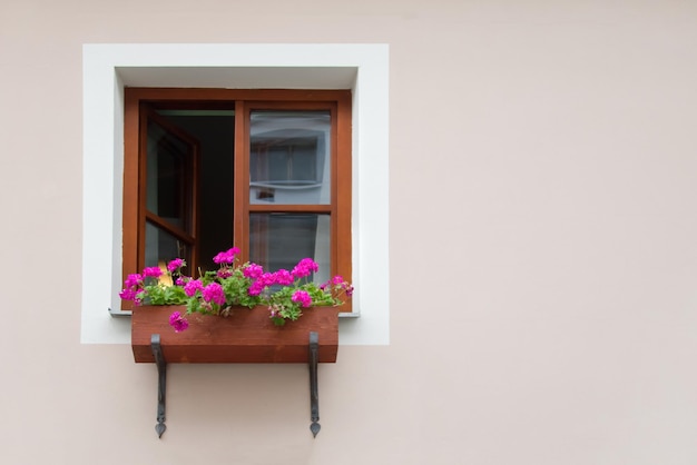 Fenêtre avec cadre marron et belles fleurs roses et blanches sur le rebord sur le fond du mur rose