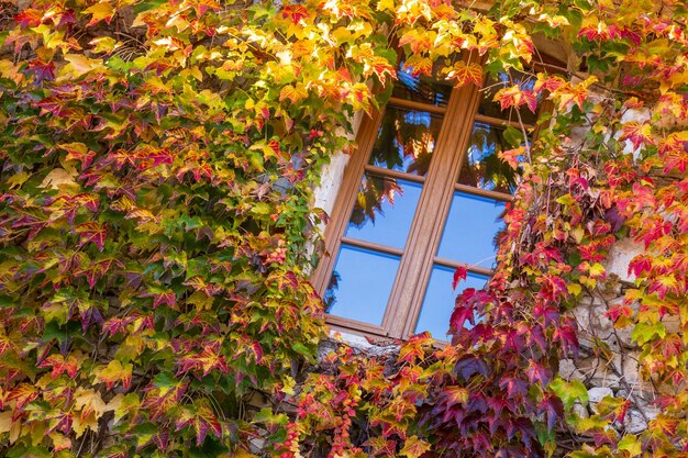 Photo fenêtre entourée de lierre avec façade d'automne