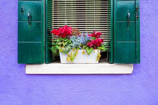 Fenêtre avec des fleurs sur le mur violet. Architecture colorée dans l'île de Burano, Venise, Italie.