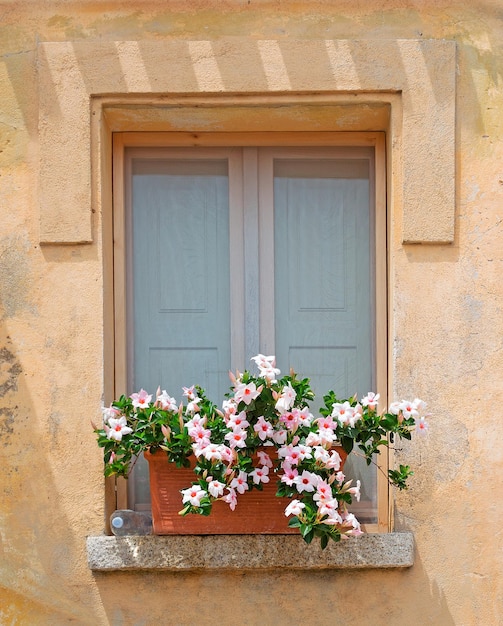 Fenêtre avec des fleurs sur le rebord