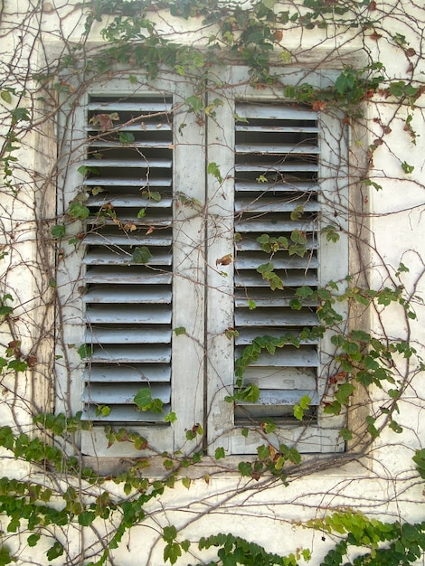 Une fenêtre avec des vignes qui poussent dessus et le mot "i" dessus.