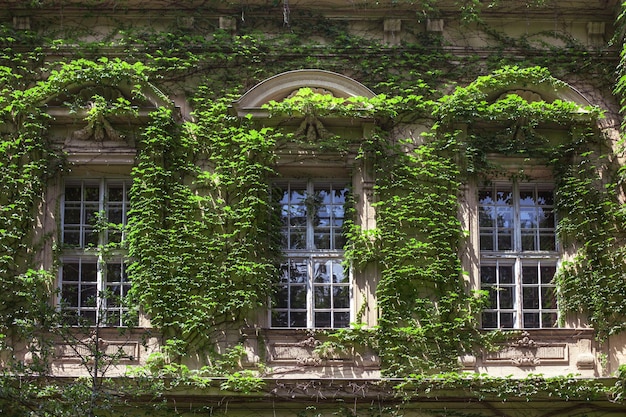 Fenêtres d'un bâtiment historique beau lierre la texture des murs d'un immeuble ancien