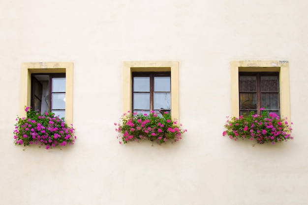 Fenêtres à fleurs roses dans un bâtiment beige