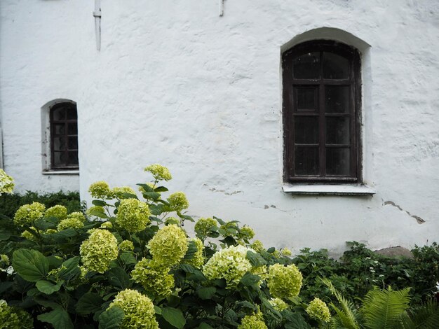 Photo fenêtres et fleurs