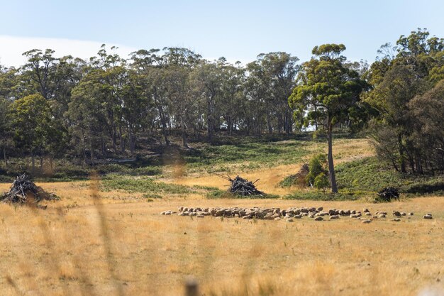 Ferme agricole pratiquant l'agriculture régénérative avec des moutons qui paissent dans les champs pratiquant le pâturage rotatif stockant du carbone dans le sol par le biais de champignons par séquestration du carbone