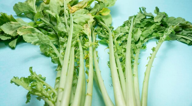 Ferme de l'alimentation végétale de radis blanc