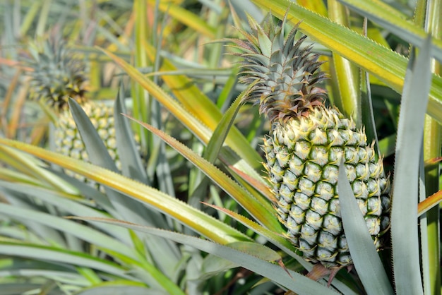 Ferme d&#39;ananas