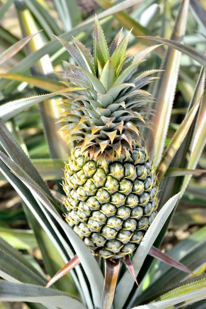 Ferme d&#39;ananas