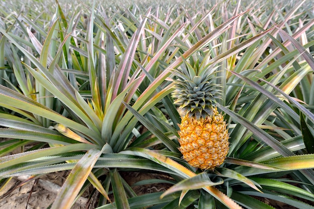 Ferme d&#39;ananas